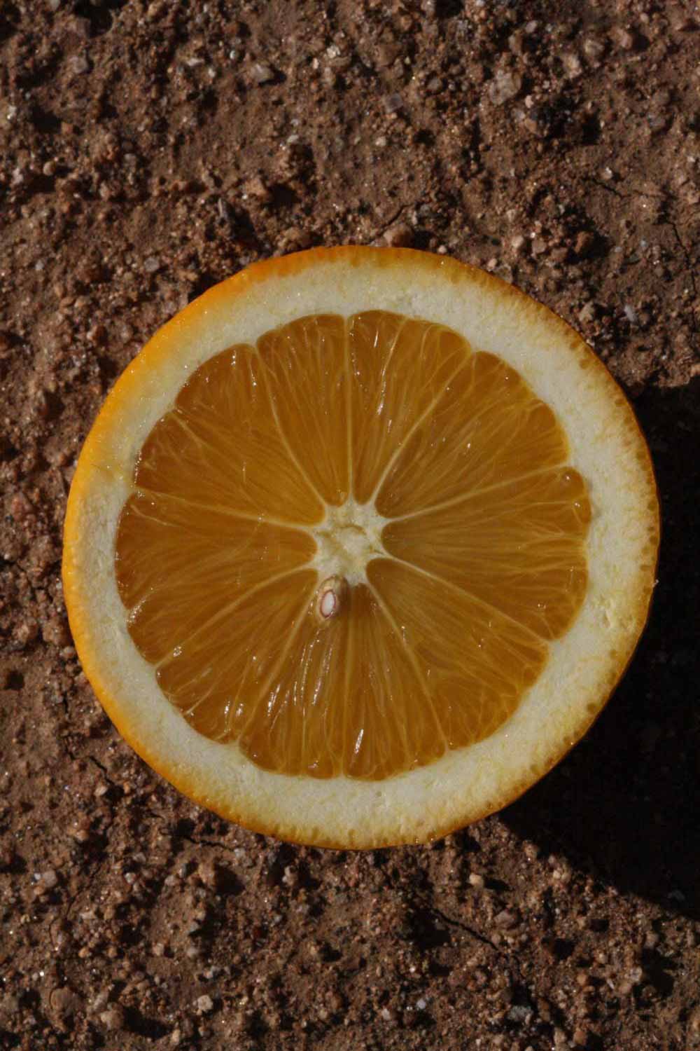              Fruit cross-section (Winter Haven, FL)       